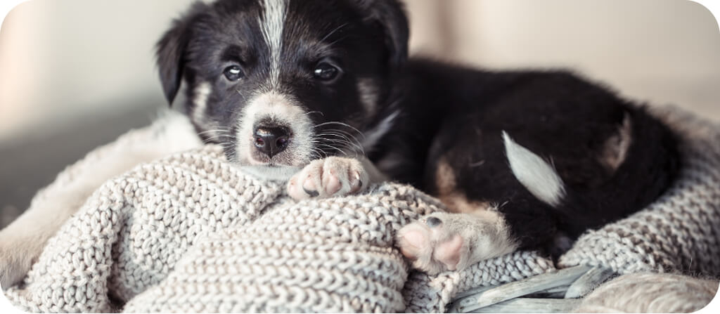 Kölyök kutya fekszik a kanapén
