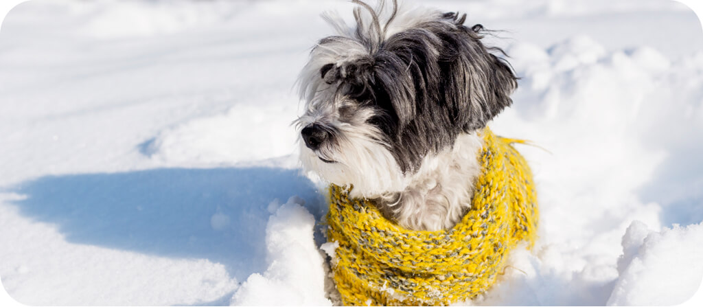 Kutya a hóban sárga sállal a nyakában