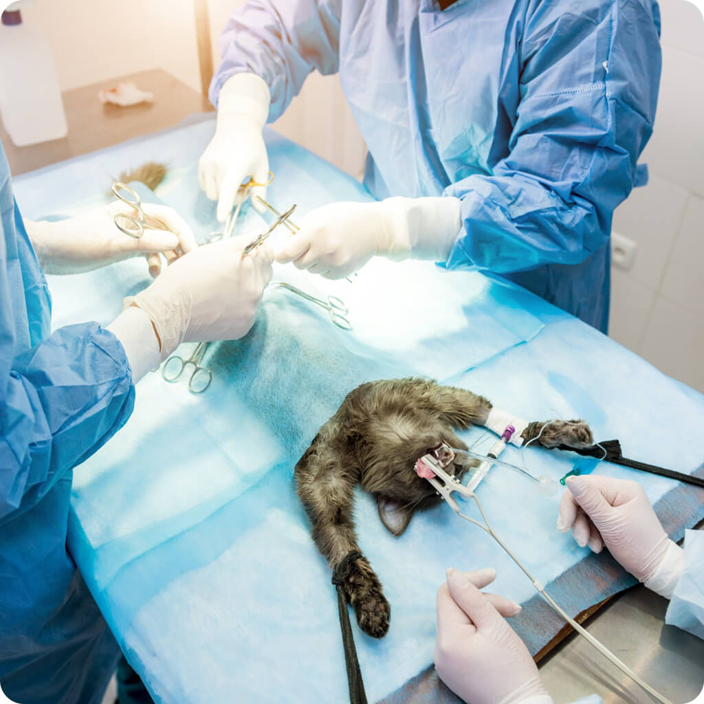 Kisállat műtét